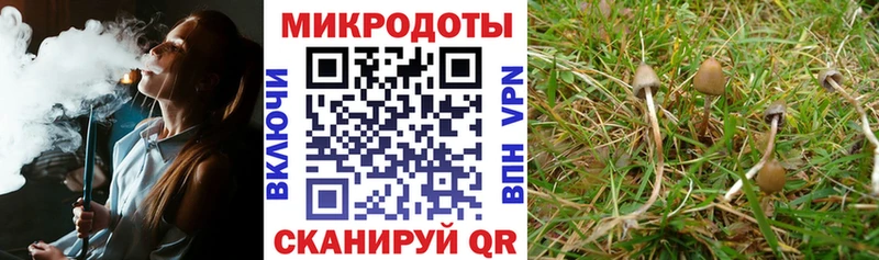 Галлюциногенные грибы Psilocybe  Павловск 